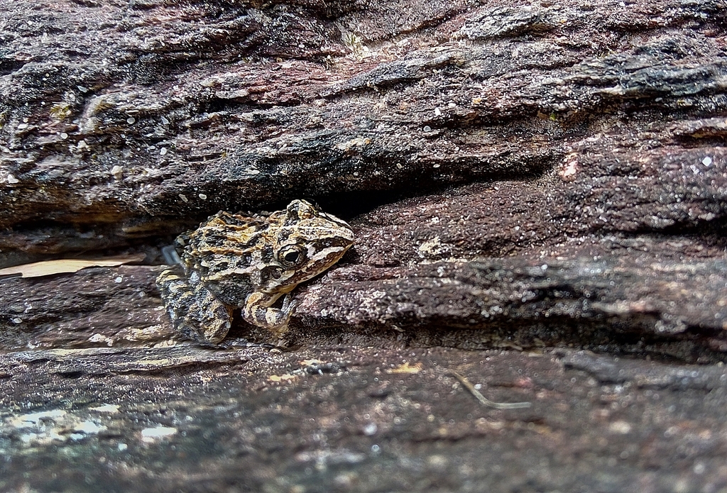Digger Foam Frog