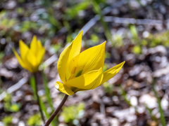 Tulipa sylvestris biebersteiniana