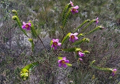 Lavoisiera imbricata