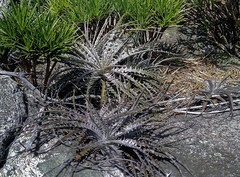 Encholirium ctenophyllum