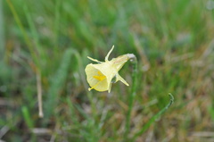 Narcissus bulbocodium graellsii