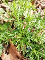 Senecio squalidus