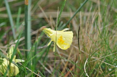 Narcissus bulbocodium graellsii