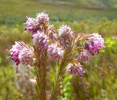 Erica barbigeroides