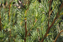 Aspalathus glabrescens