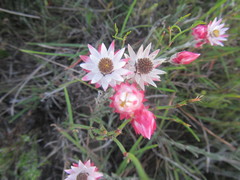 Achyranthemum affine