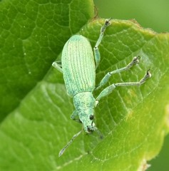 Polydrusus planifrons