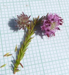 Erica barbigeroides