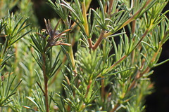 Aspalathus glabrescens