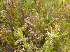 Erica barbigeroides