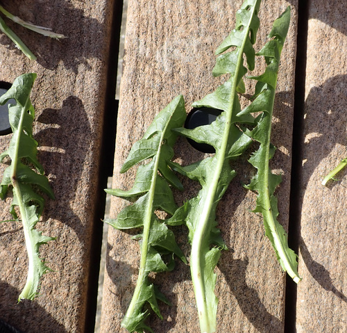 Image of Taraxacum piceatum by (c) Jerry Lanfear, some rights reserved (CC BY)