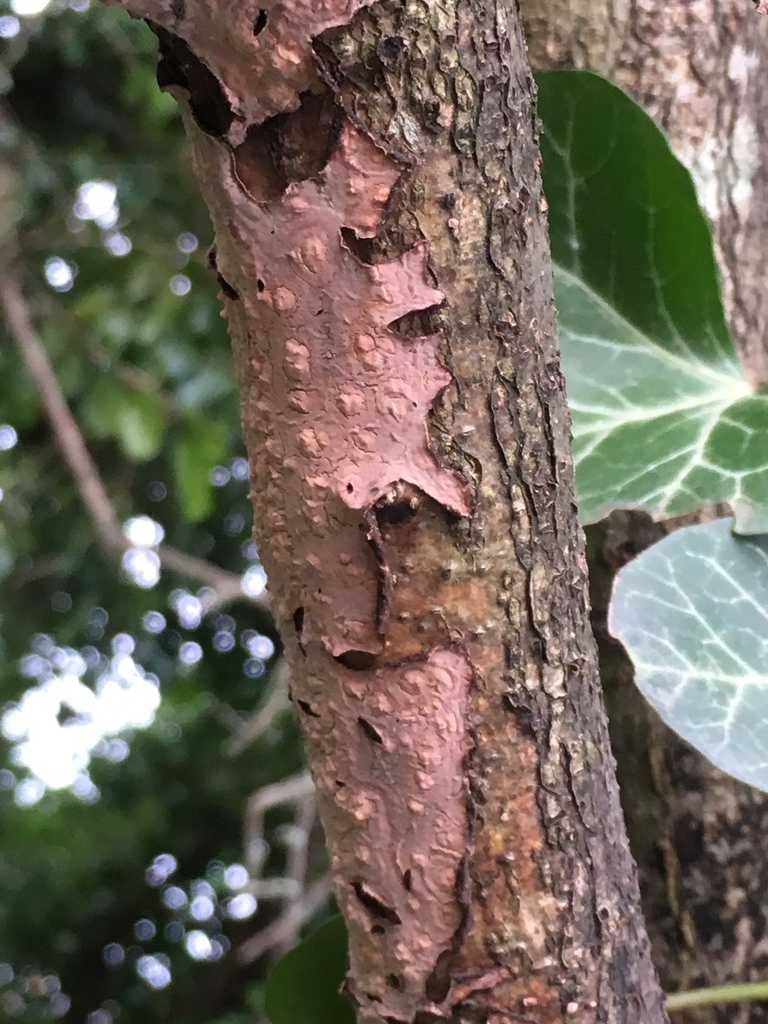 Oak Crust