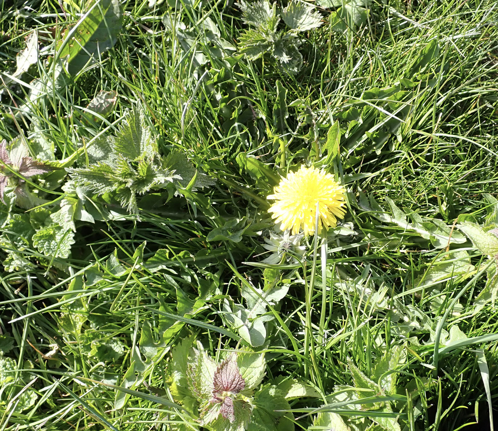Dandelion