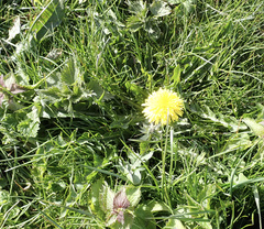 Taraxacum piceatum