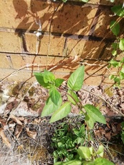 Magnoliopsida