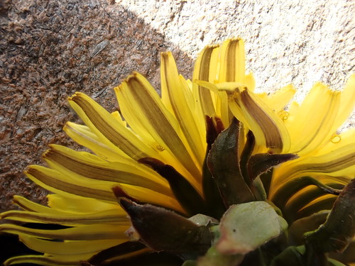 Image of Taraxacum piceatum by (c) Jerry Lanfear, some rights reserved (CC BY)
