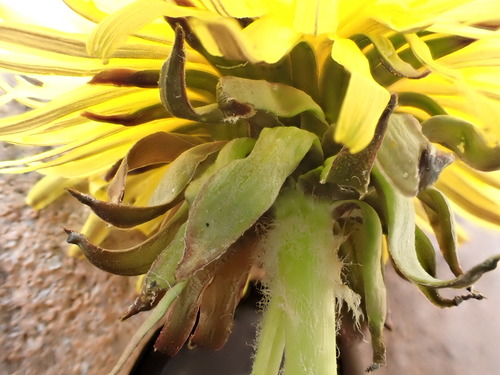 Image of Taraxacum piceatum by (c) Jerry Lanfear, some rights reserved (CC BY)