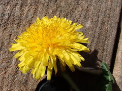 Taraxacum piceatum