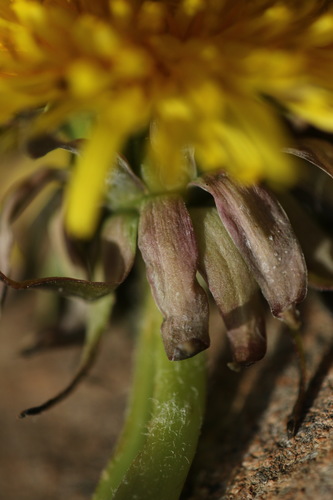Image of Taraxacum piceatum by (c) Jerry Lanfear, some rights reserved (CC BY)
