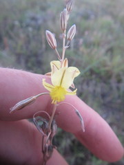 Bulbine filifolia