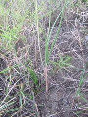 Bulbine filifolia
