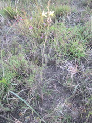Bulbine filifolia