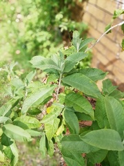 Buddleja davidii