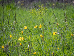 Tulipa sylvestris biebersteiniana