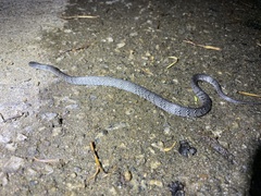 Pareas margaritophorus