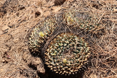 Mammillaria winterae
