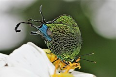 Arcas imperialis
