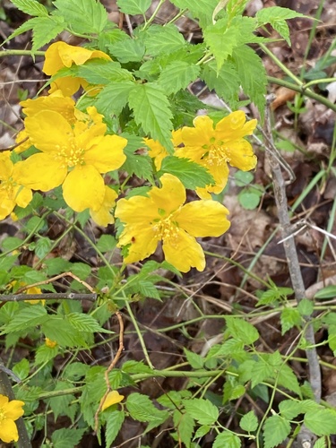 Kerria japonica