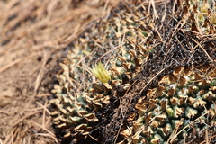 Mammillaria winterae