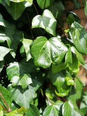 Hedera helix
