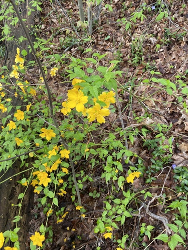 Kerria japonica