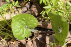 Asarum canadense reflexum