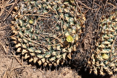 Mammillaria winterae
