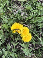 Taraxacum officinale