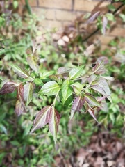 Tracheophyta