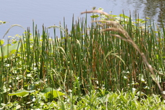 Eleocharis cellulosa