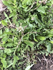 Capsella bursa-pastoris