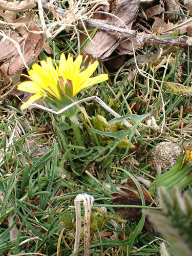 Image of Taraxacum brachyglossum by (c) Jerry Lanfear, some rights reserved (CC BY)