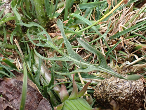 Image of Taraxacum brachyglossum by (c) Jerry Lanfear, some rights reserved (CC BY)