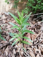 Epilobium hirsutum