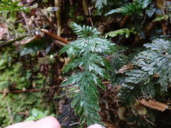 Abrodictyum elongatum