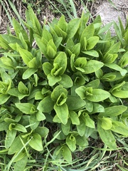 Saponaria officinalis