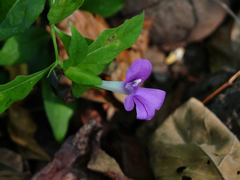 Barleria prattensis