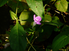 Barleria prattensis