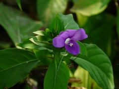 Barleria prattensis