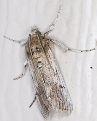 Melitara subumbrella